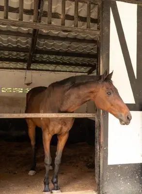 a brown horse standing inside of a stable at A321 Silverpark Resort 1 lifted & Mountain view in Bukit Fraser