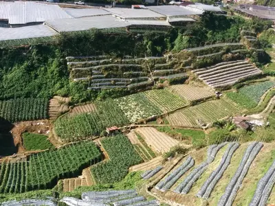 an aerial view of a field of crops at Mary Apt @ Equatorial Hill Resort in Cameron Highlands