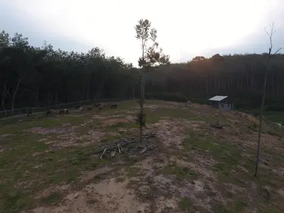 a small tree on top of a grass field at Chalet Kampong Semawar in Kuala Kangsar