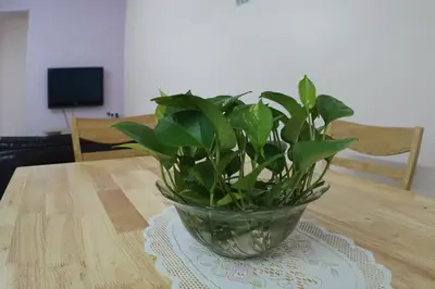 a plant in a glass bowl on a table at Taiping Cozy Homestay in Taiping