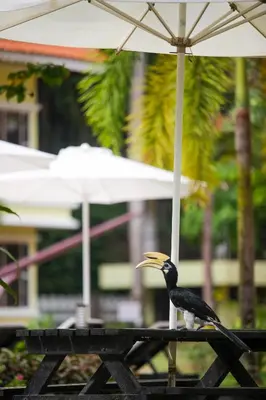 a bird sitting on a table under an umbrella at Anjungan Beach Resort in Pangkor
