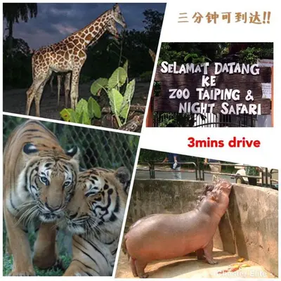 a collage of pictures of animals including a giraffe and a tiger at Taiping Homestay in Taiping