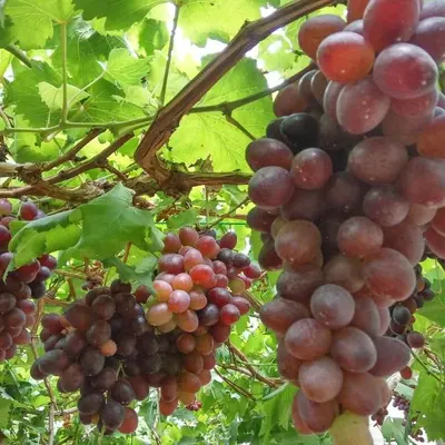 a bunch of grapes hanging from a tree at Azizi&Yati Muslim Homestay Cameron Highlands in Cameron Highlands