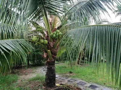 a palm tree with a bunch of green bananas on it at Guesthouse Dragon Place in Taiping