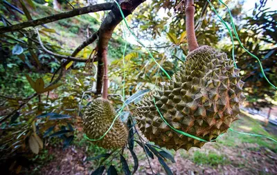 a bunch of pineapples hanging from a tree at Hotel Sri Raub in Raub