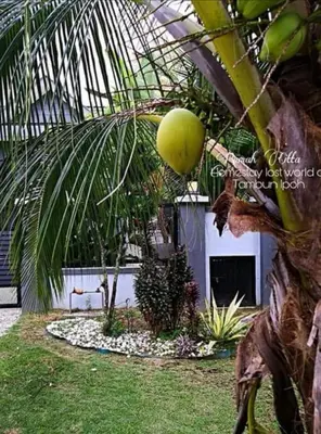 a palm tree with a coconut hanging from it at Rumah Citta Homestay Tambun Ipoh in Ipoh