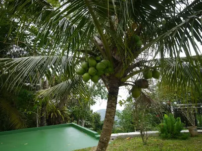 a palm tree with a bunch of green fruit on it at Hickory Penang Hill in George Town