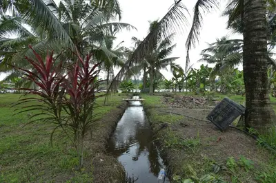 a small river in a field with palm trees at AsiaCamp - Chalet Sungai Sireh in Tanjung Karang