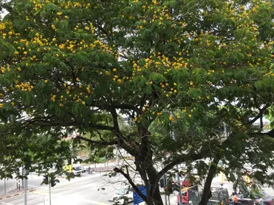 a tree with lots of yellow flowers on it at Macallum Budget Muslim Homestay in George Town