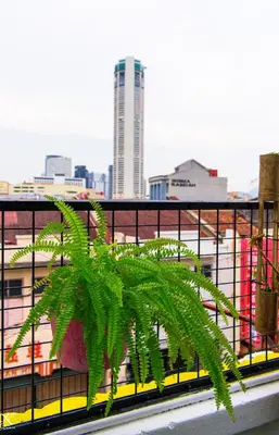 a green plant on a balcony with a city at Attic Hotel in George Town