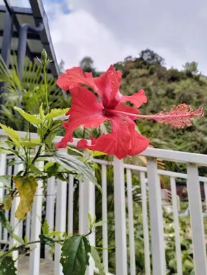 a red flower is on a white fence at Ng Family’s Farm Stay in Cameron Highlands