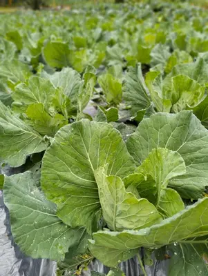 a bunch of cabbage plants in a field at Ng Family’s Farm Stay in Cameron Highlands
