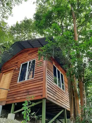 a tree house in the middle of some trees at Utan Teluk Nipah in Pangkor