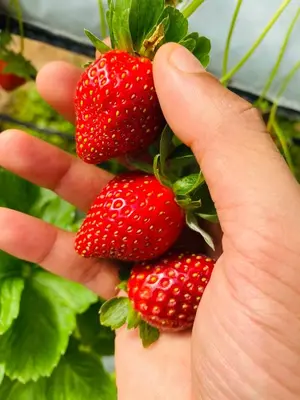 a person holding a bunch of strawberries on a plant at 100 Oastel coLiving in Tanah Rata