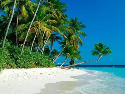 a group of palm trees on a beach with the ocean at AGODA C VIEW @ Sri Sayang Beach Resort in Batu Ferringhi