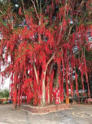 a tree covered in red streamers in a park at Sekinchan 2008 Home：Karaoke/BBQ in Sekincan