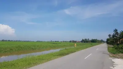 a road with a cow standing on the side of the road at Room/Homestay NazaDja in Sungai Besar