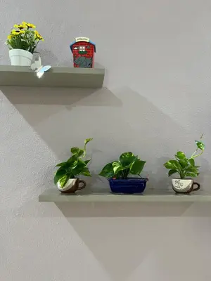 three plants sitting on shelves on a wall at Batu Feringgi Homestay in Batu Ferringhi
