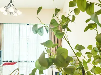 a green plant in a room with a window at Ipoh Town Apartment 8pax by Cozy in Ipoh