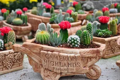 a group of cactus pots sitting on a table at LIYANA AAISYA HOMESTAY - 10 UNITs - JOINT VENTURE PARTNERS in Tanah Rata